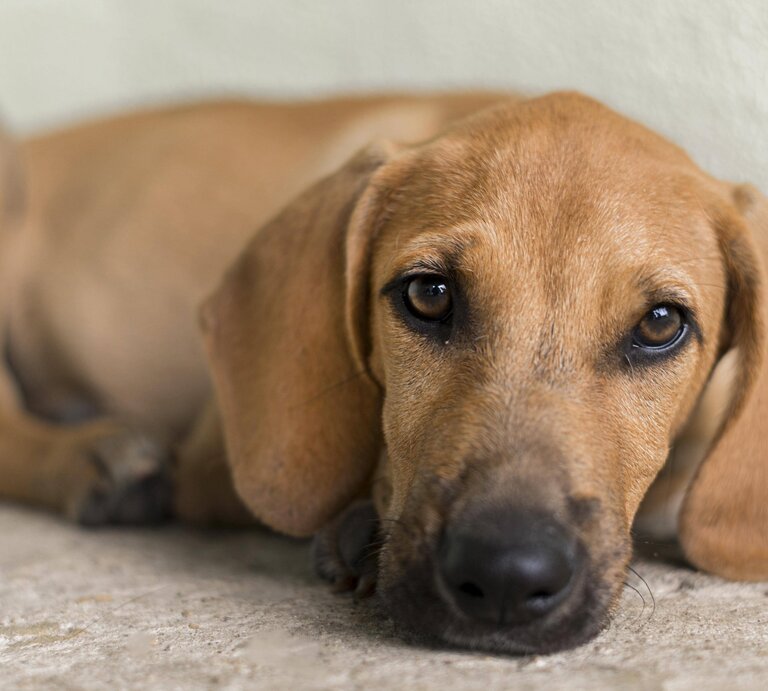 Ein brauner Hund guckt traurig in die Kamera.  | © IMAGO / imagebroker