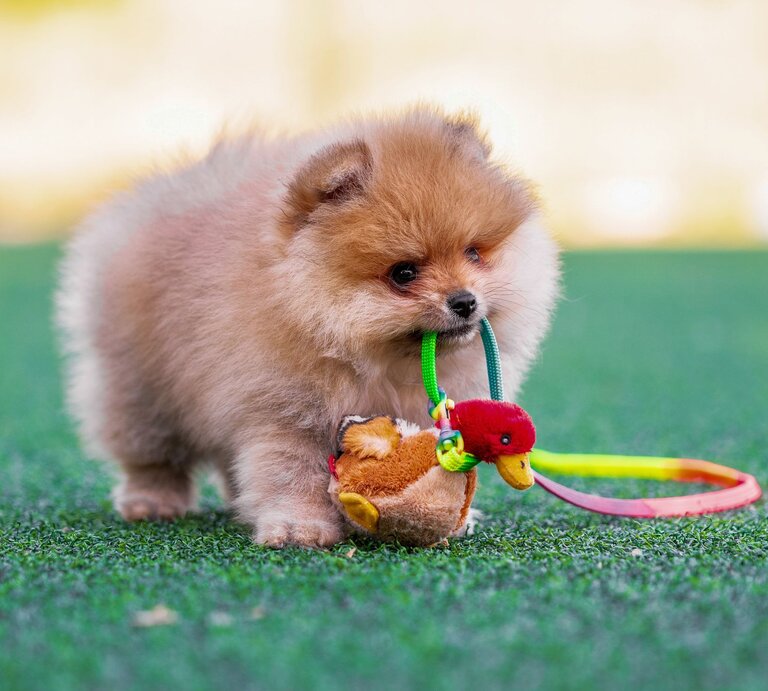 Ein flauschiger Pomeranian-Welpe trägt ein buntes Entenspielzeug auf einer grünen Wiese im Sonnenschein. | © Adobe Stock/Sofiia