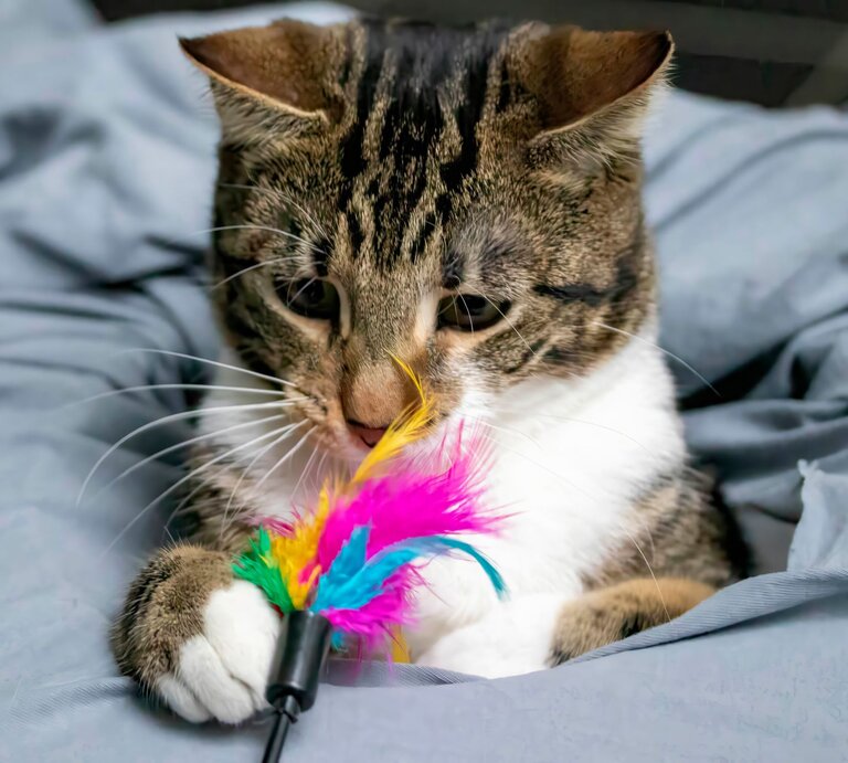 Getigerte Katze mit weißen Pfoten spielt aufmerksam mit einem bunten Federspielzeug auf einer grauen Decke. | © Adobe Stock/codo97