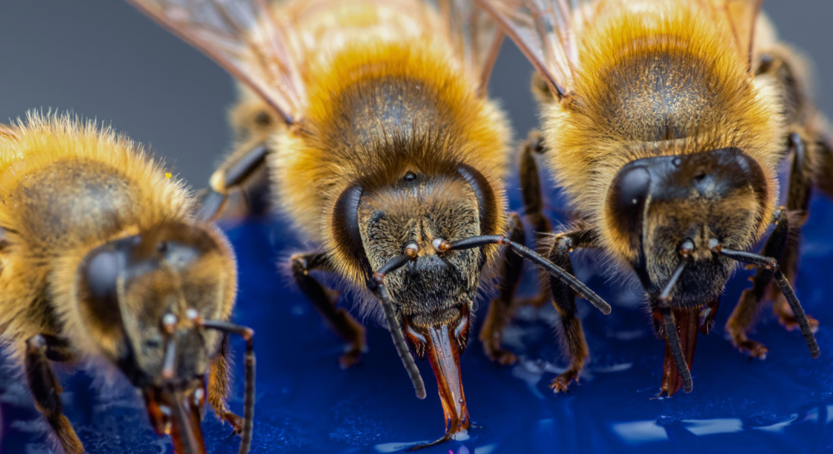 Vier Honigbienen trinken nebeneinander von glänzender blauer Fläche, daneben zwei Bienen auf gelben und lila Blüten.