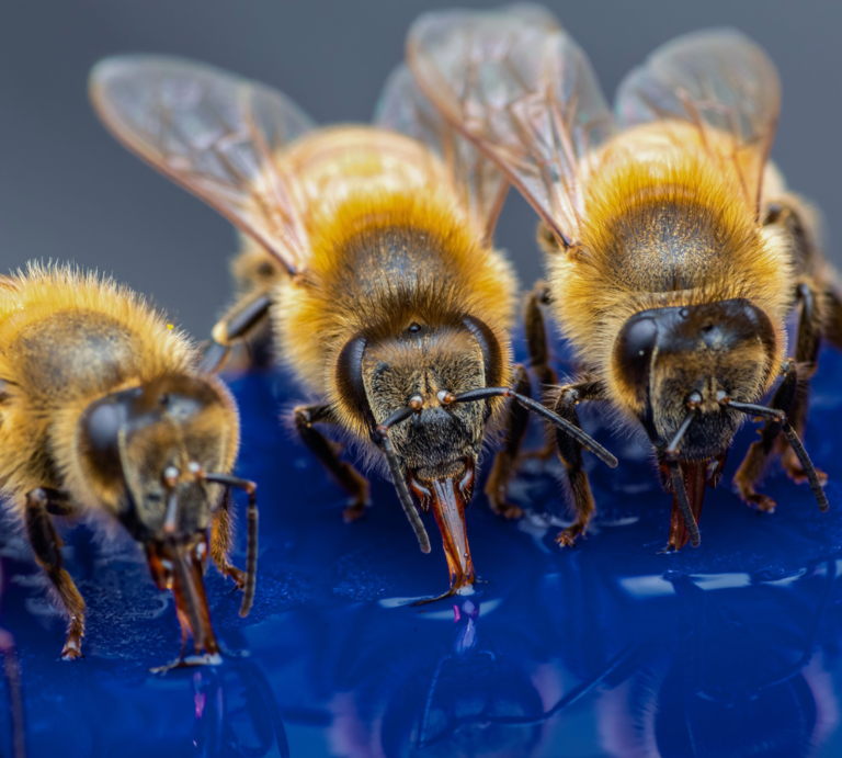 Vier Honigbienen trinken nebeneinander von glänzender blauer Fläche, daneben zwei Bienen auf gelben und lila Blüten. | © Canva/Collage: bildderfrau.de