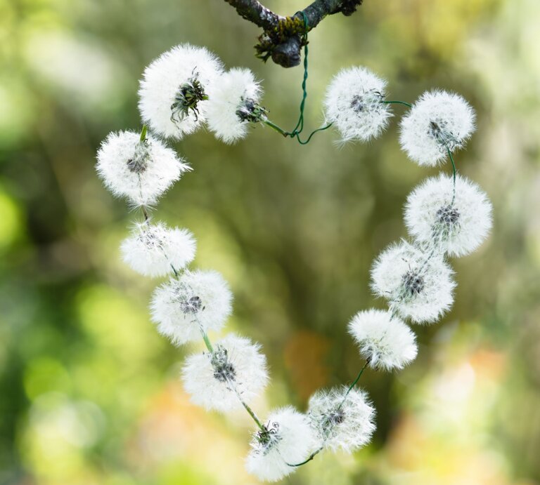 Weiße Löwenzahn-Pusteblumen formen ein Herz an einem Ast vor verschwommenem grünem Frühlingshintergrund. | © Pusteblumen im Garten? Dann bastele dir doch diese süße Herz-Deko draus. 