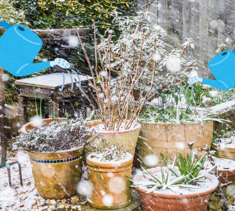 Gartenbereich mit schneebedeckten Pflanzkübeln und Pflanzen, animierte blaue Gießkannen fügen einen humorvollen Akzent hinzu. | © Canva/Collage:bildderfrau.de/Shutterstock/Ian Grainger
