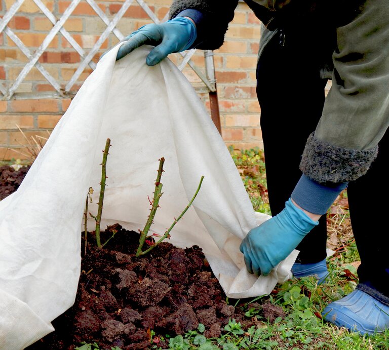Person mit blauen Handschuhen und blauen Schuhen bedeckt junge Rosensträucher mit Vlies zum Winterschutz im Garten. | © Adobe Stock/ Наталья Дорожкина