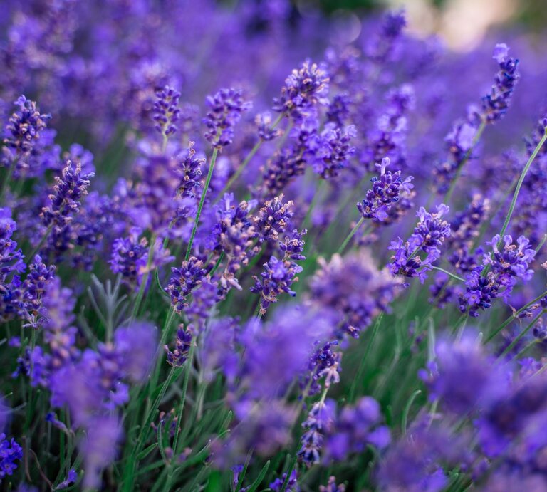 Nahaufnahme violett blühender Lavendelsträucher, die sich inmitten grüner Stängel und Blätter in einem sommerlichen Garten ausbreiten. | © Shutterstock/oehlervisionmedia