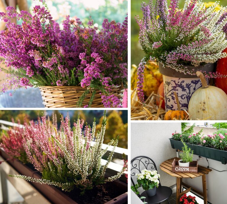 Nahaufnahme eines Korbs mit üppig blühendem rosa Heidekraut vor unscharfem, grünem Hintergrund in sanftem Sonnenlicht. | © Canva/Collage:bildderfrau.de