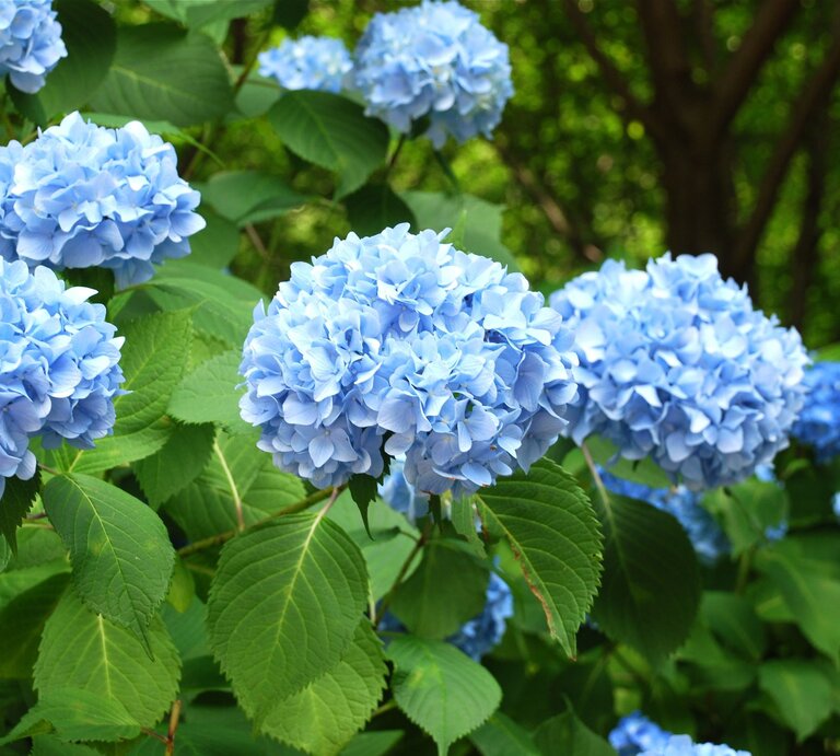 Zu sehen sind blaue Bauernhortensien | © GettyImages/aassemany