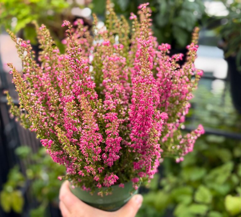 Hand hält einen grünen Blumentopf mit rosafarbenem Heidekraut vor einem unscharfen Hintergrund aus Blättern und Metallgeländer. | © Shutterstock/Lapa Smile