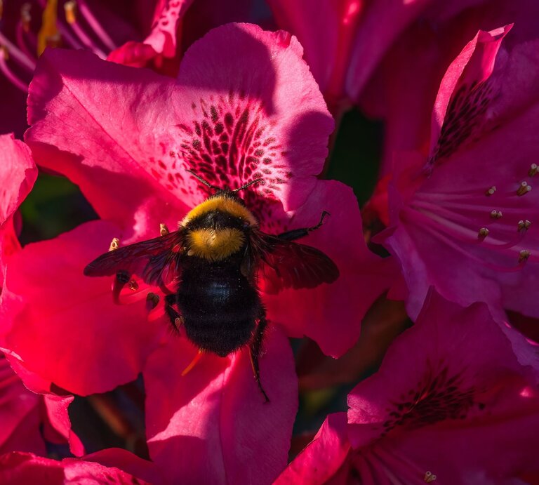 Eine dicke Hummel mit gelbem Kopfpelz sitzt auf einer leuchtend pinken Blüte im Sonnenlicht und sammelt Nektar. | © Shutterstock/MMCez