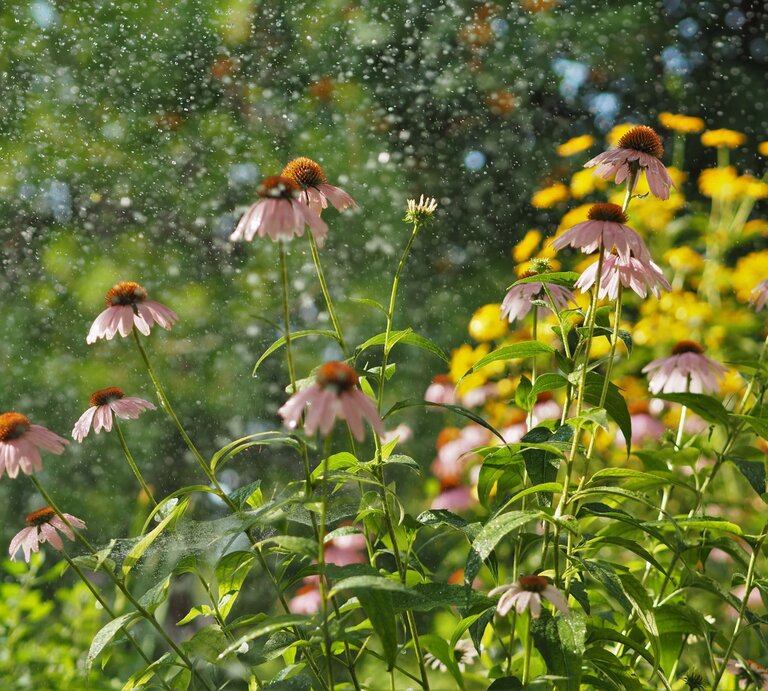 Bunte Blumen wachsen im Regen. | © Shutterstock/Konstantin Ganin