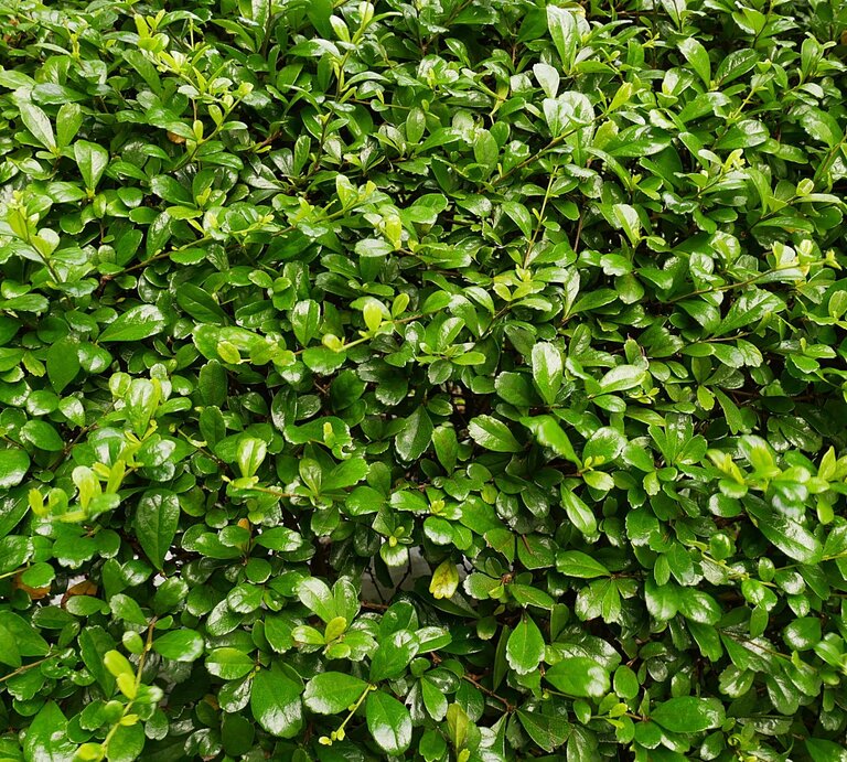 Dicht gewachsene Hecke mit glänzenden, sattgrünen Blättern in gleichmäßiger Struktur bei diffusem Tageslicht. | © Shutterstock/Chattaphan Sakulthong