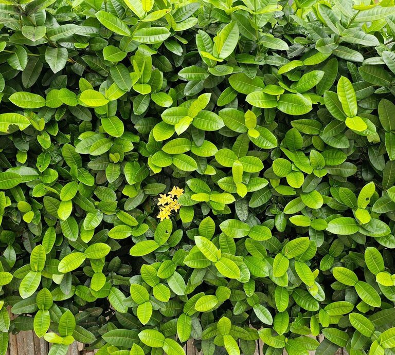 Dichtes grünes Blätterdickicht mit leuchtend gelber Blüte in der Mitte vor einem Zaun aus vertikalen Holzlatten. | © Shutterstock/marcusterra