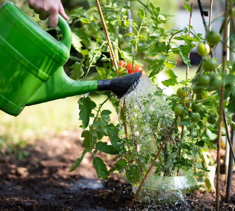 Hand gießt Wasser aus einer grünen Gießkanne auf junge Tomatenpflanzen in einem sonnigen Garten. | © Adobe Stock/ Wellnhofer Designs