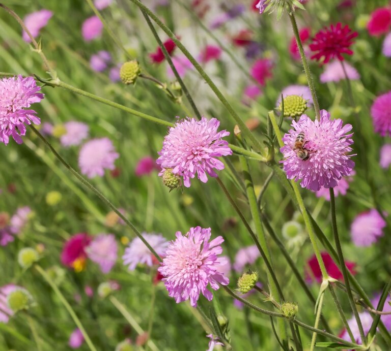 Feine Sommerblumen in Rosa und Pink auf filigranen Stielen, von Bienen umschwärmt vor lebendigem Wiesenhintergrund. | © Adobe Stock/ Thorsten Schier