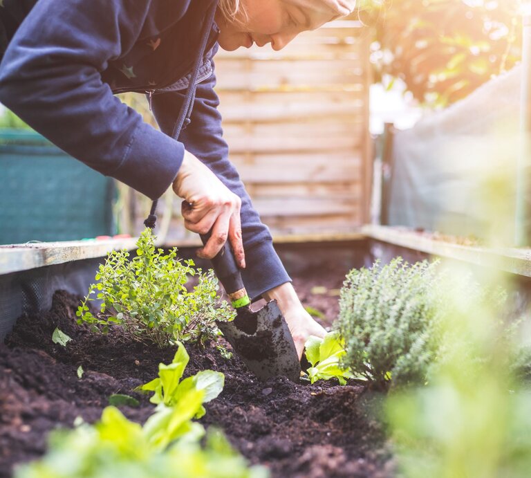 Konzentrierte Gärtnerin mit Spaten pflanzt frisches Grün in ein Hochbeet mit dunkler Erde und duftenden Kräutern. | © Adobe Stock/ Patrick Daxenbichler