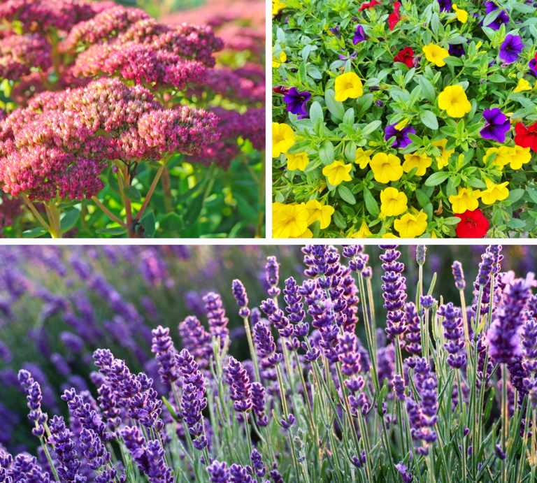 Üppige Stauden mit rosaroten Dolden, bunte Petunien und blühender Lavendel in voller Sommerpracht bei Sonnenlicht. | © Canva [M]