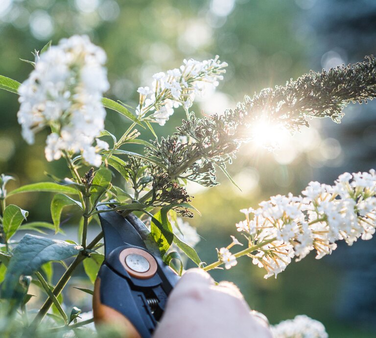 Weißer Sommerflieder wird mit Schere zurückgeschnitten. | © Adobe Stock
