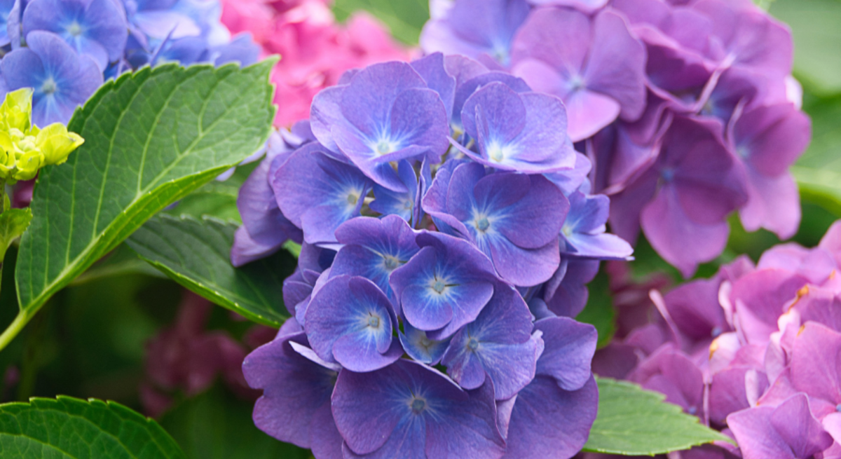 Rote Rose im Vordergrund, Kinderhände mit Erdbeeren oben rechts, unten links blühen violette und rosa Hortensien im Garten.