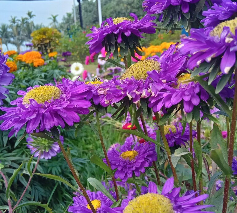 Mehrere leuchtend violette Astern mit gelben Blütenmitten blühen in einem farbenfrohen Garten bei Tageslicht. | © Shutterstock/alauddin sarder