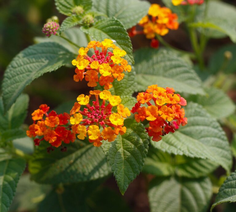 Leuchtend orange-gelbe Blüten der Wandelröschen-Pflanze blühen auf gezacktem Laub in sommerlichem Sonnenlicht. | © Shutterstock/Agung INC