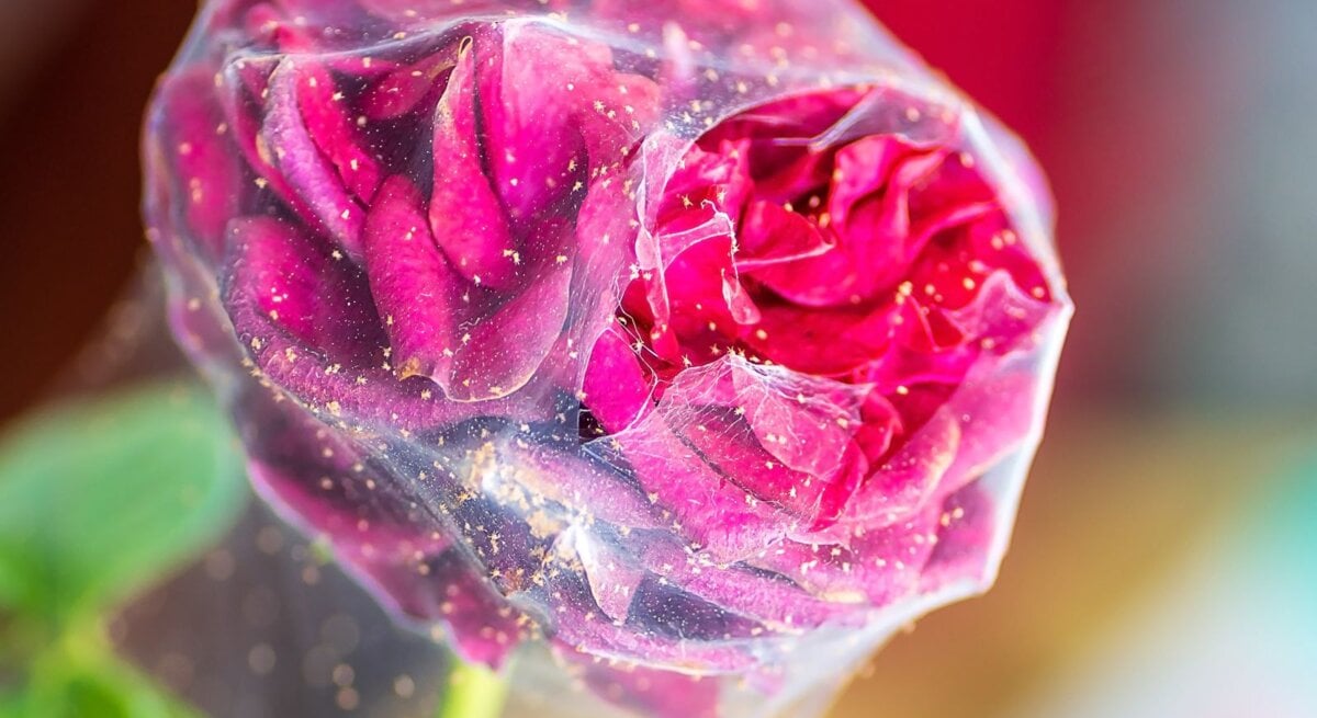 Dunkelrote Rosenknospe in feinem Spinnennetz, bedeckt mit gelbem Staub, vor unscharfem Hintergrund in warmen Farbtönen.