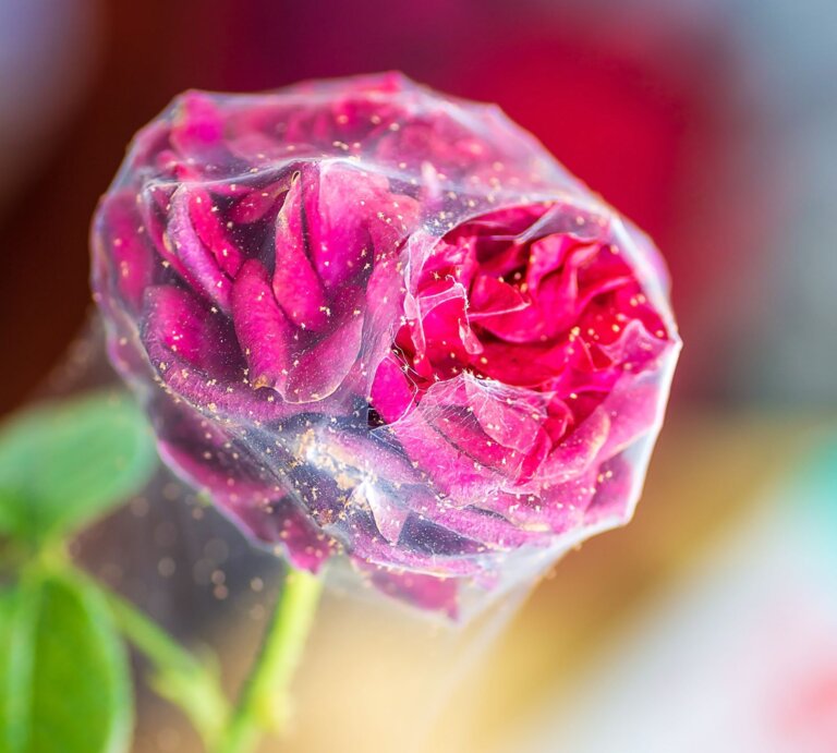 Dunkelrote Rosenknospe in feinem Spinnennetz, bedeckt mit gelbem Staub, vor unscharfem Hintergrund in warmen Farbtönen. | © Shutterstock/Anastasiya Deriy