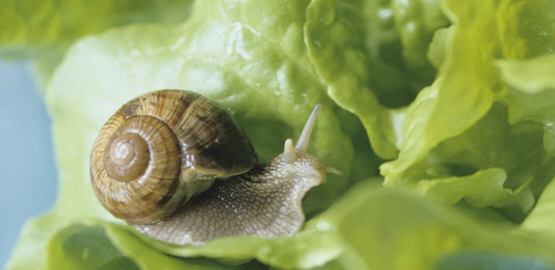 Eine braune Schnecke mit spiralförmigem Gehäuse kriecht über ein frisches, grünes Salatblatt mit Wassertropfen. | © GettyImages/Achim Sass