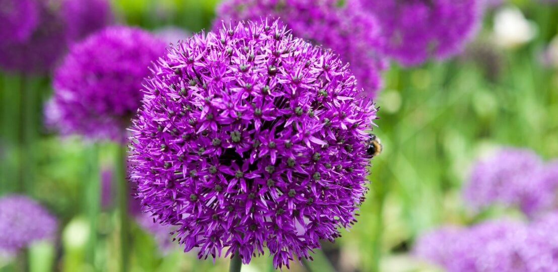 Eine einzelne violette Allium-Blüte im Fokus, mit einer Biene am Rand, vor unscharfem grün-lila Blütenhintergrund. | © AdobeStock/Will Perrett