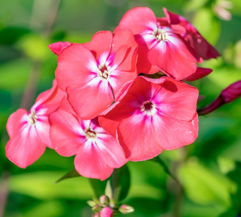 Leuchtend pinke Phloxblüten mit weißem Zentrum blühen vor unscharfem grünem Hintergrund in der Sommersonne. | © Shutterstock/Ludmila Kapustkina