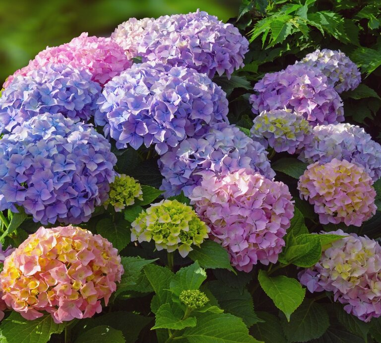 Üppige Rispenhortensien Büsche mit dicht gedrängten Blüten in Rosa, Blau, Lila und Gelb vor sattgrünem Laub im Sonnenlicht. | © Adobe Stock/ Olga Iljinich