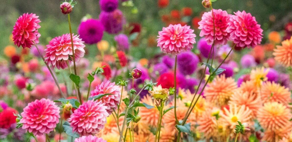 Üppige Dahlien in Pink, Lila und Apricot blühen auf langen Stielen in einem farbenfrohen Sommergarten. | © Adobe Stock/ Danita Delimont