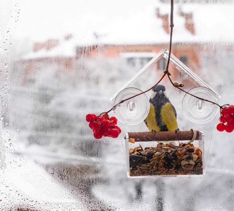 Eine Kohlmeise sitzt in einem transparenten Vogelhaus an einem frostigen Fenster mit roten Beeren im verschneiten Hintergrund. | © Shutterstock/ Iryna Mosiiash