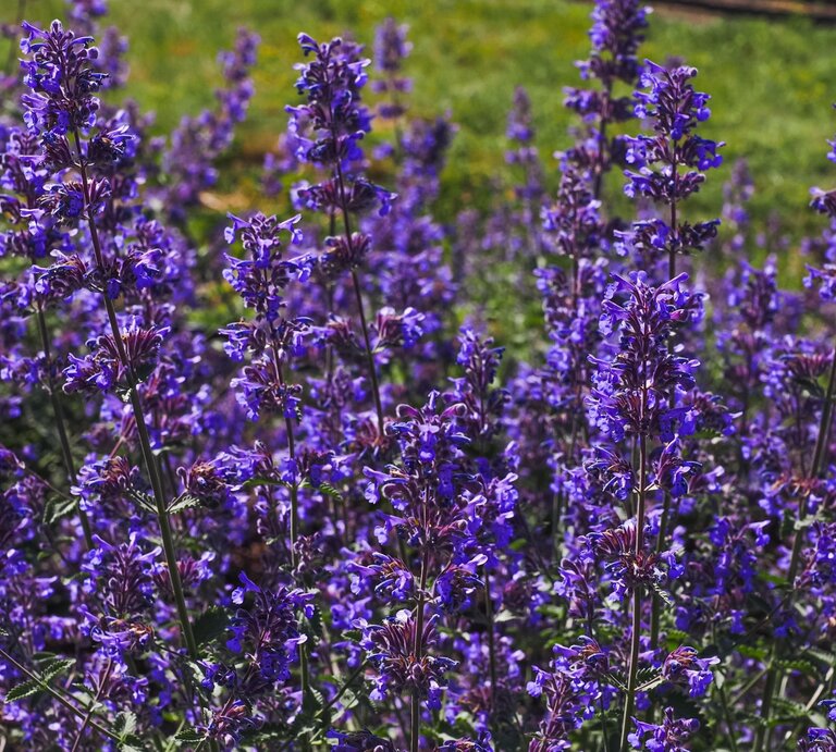 Ein Feld voller leuchtend violetter Katzenminze-Blüten ragt in die Höhe, umgeben von grünem Gras bei sonnigem Wetter. | © Shutterstock/LifeCollectionPhotography