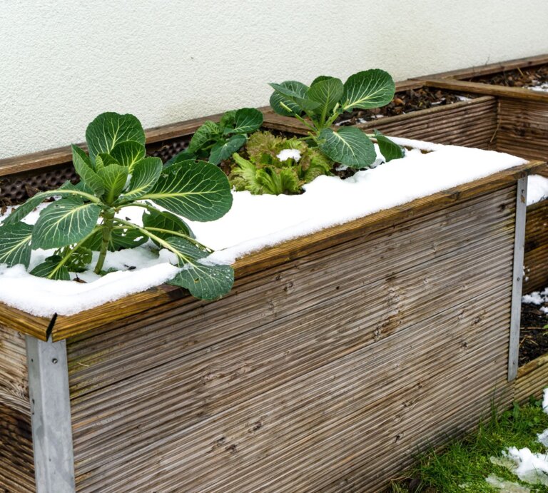 Schnee bedeckt die Holzränder eines Hochbeets mit Kohl- und Salatpflanzen, daneben grüne Wiese und Rückwand aus weißem Putz. | © Adobe Stocks/ dima_pics