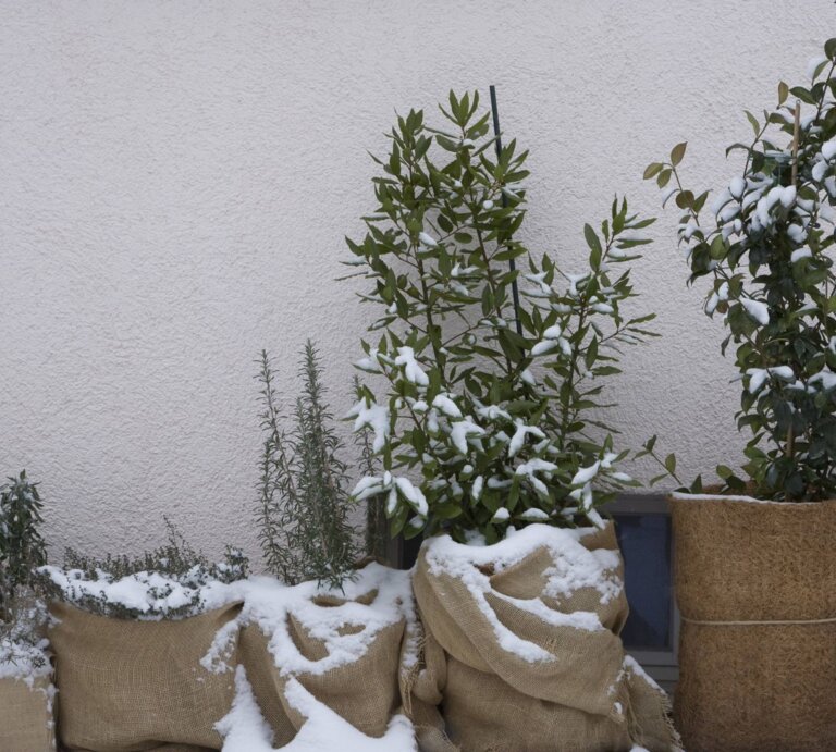 Verschneite Kräuterpflanzen in Jutesäcken stehen an einer weißen Wand im Winter, teils mit Schneedecke bedeckt. | © IMAGO/Westend61