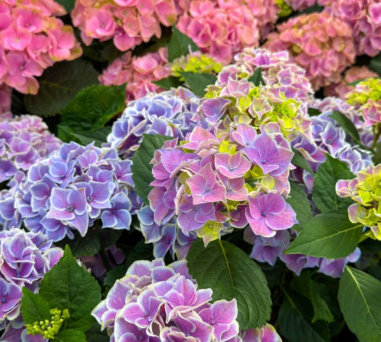 Üppige Hortensien in Farben von zartem Rosa, kräftigem Lila bis Gelbgrün, eingerahmt von glänzendem tiefgrünem Laub. | © Shutterstock/nnattalli