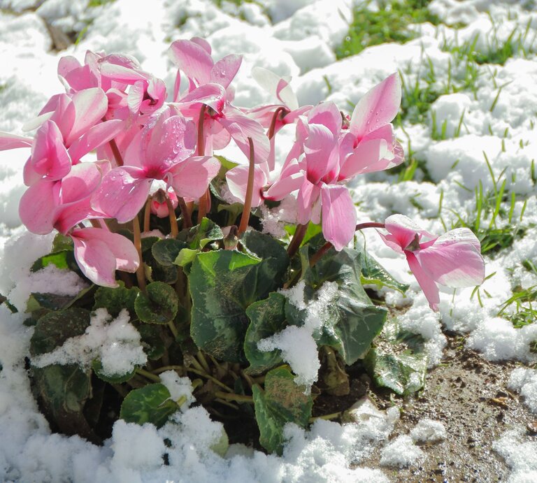 Rosa Blüten eines winterharten Alpenveilchens ragen zwischen schmelzendem Schnee auf feuchtem Boden mit ersten grünen Halmen hervor. | © AdobeStock/ laudibi