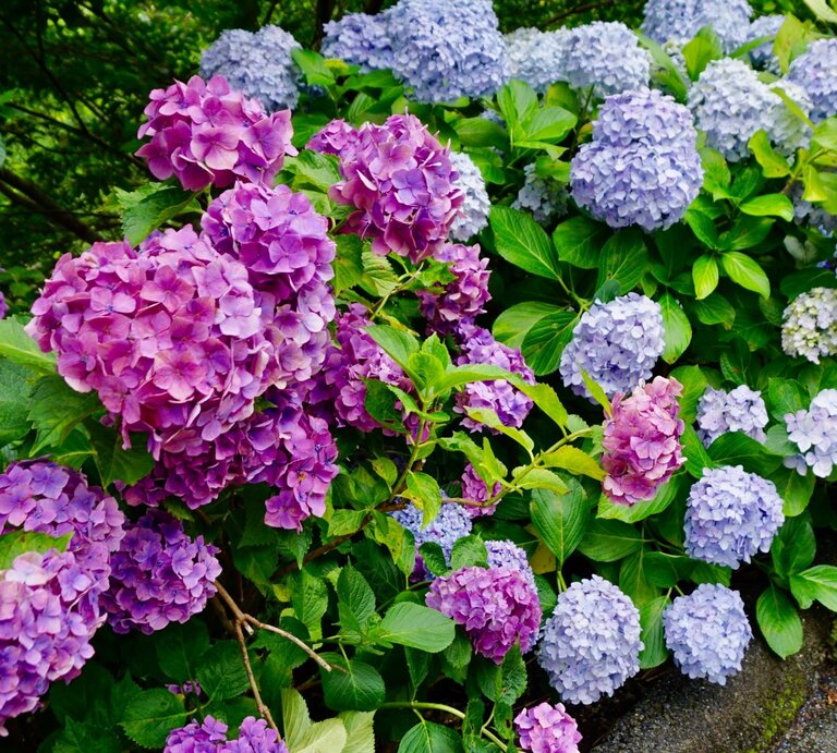 Lila und hellblaue Hortensienblüten blühen üppig in einem grünen Garten, die Farben kontrastieren kräftig mit dem Laub. | © Shutterstock/Anneesaa