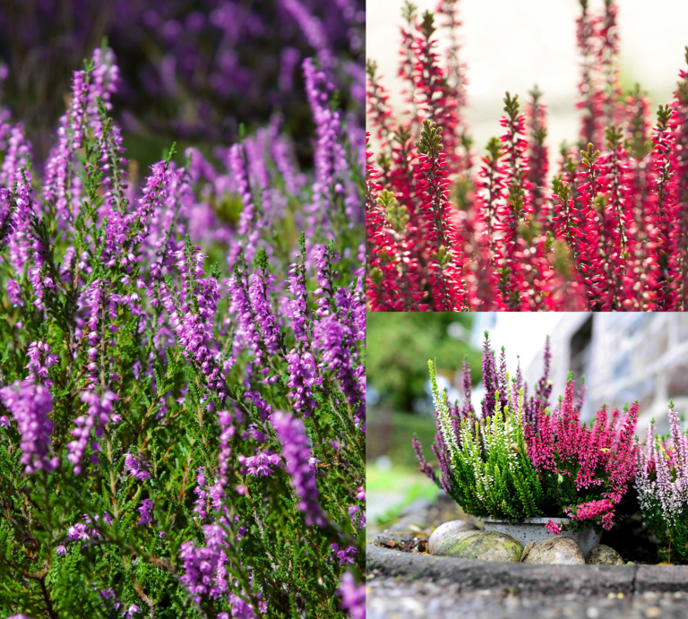 Heidekraut: Blühende Erika in kräftigem Pink, zartem Lila und Weiß wächst dicht gedrängt in Beeten und Töpfen vor einer Steinmauer. | © Canva/Collsge:bildderfrau.de