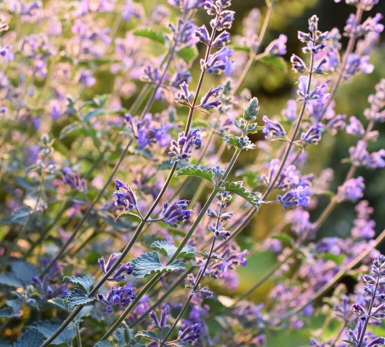 Feld aus lila Blüten auf grünen Stängeln, beleuchtet durch sanftes Abendlicht. | © Shutterstock/HHelene