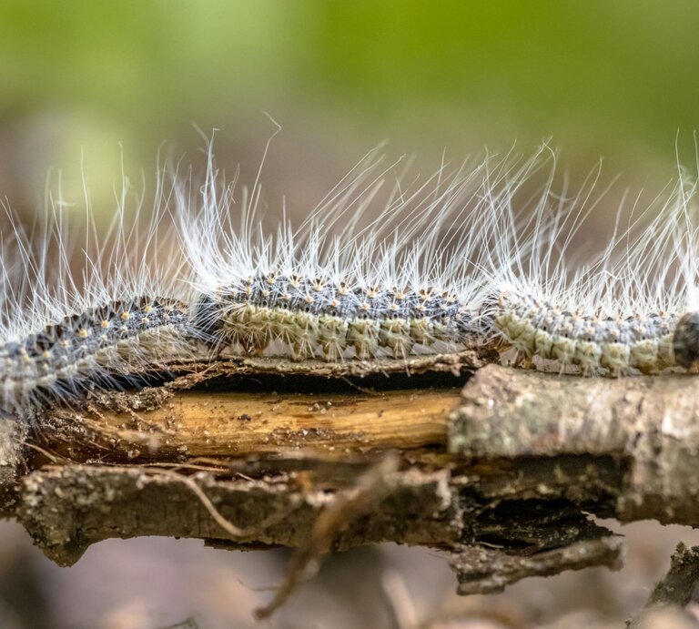 Raupen des Eichenprozessionsspinner | © gettyimages/	CreativeNature_nl