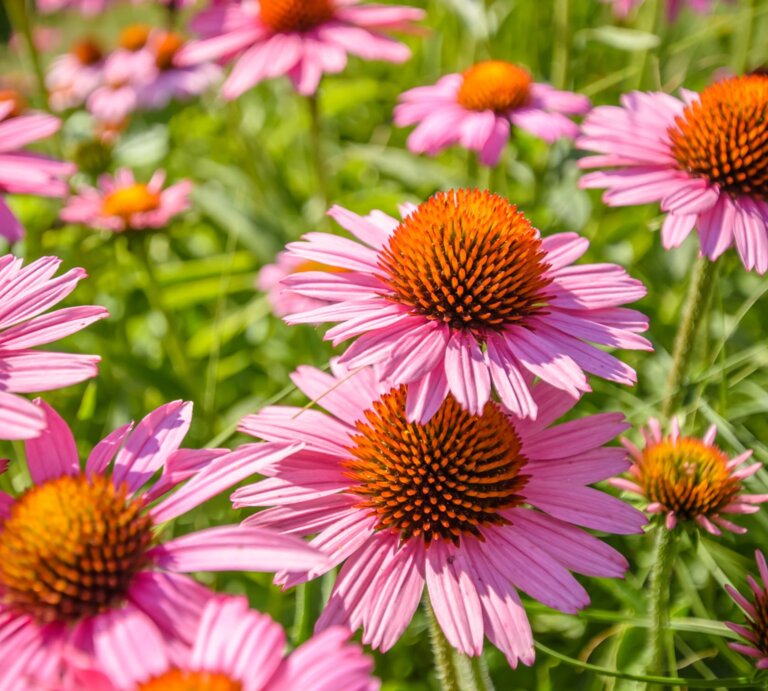 Strahlende pinke Sonnenhut-Blüten wachsen in sonnendurchflutetem Grün. | © Shutterstock/UmFOTO