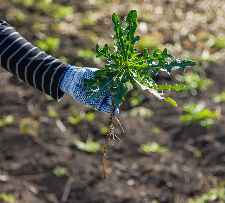 Jemand hält in seinen Händen eine Distel samt Wurzel. | © Shutterstock/Tatevosian Yana
