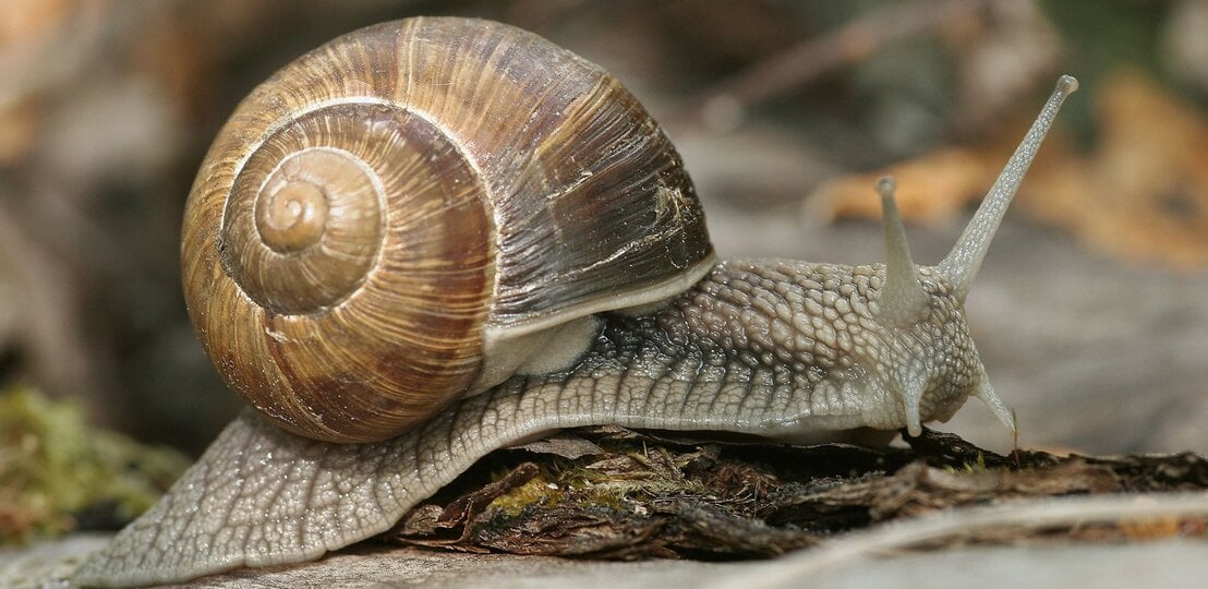 Eine Weinbergschnecke | © IMAGO / blickwinkel