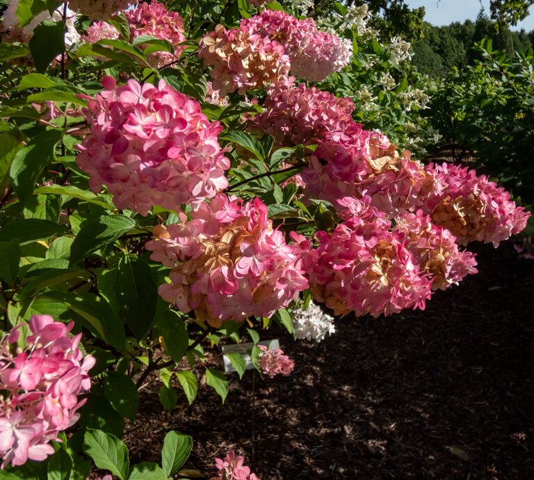 Ein rosa blühender Strauch Rispenhortensien wächst im Garten. | © Shutterstock/Kristine Rad
