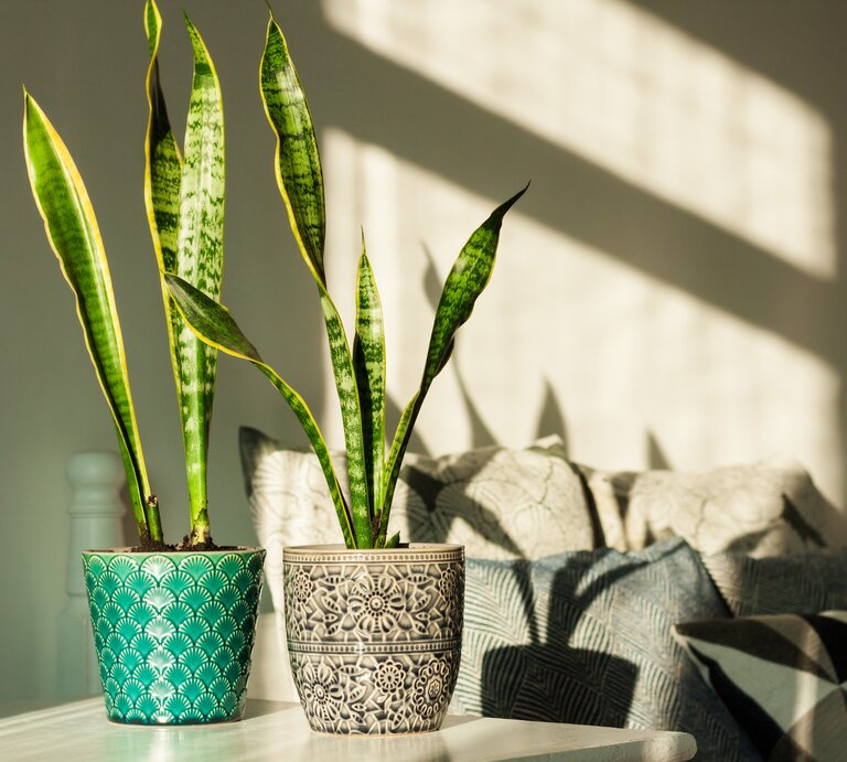 Sansevieria im Schlafzimmer | © GettyImages/	Inna Luzan