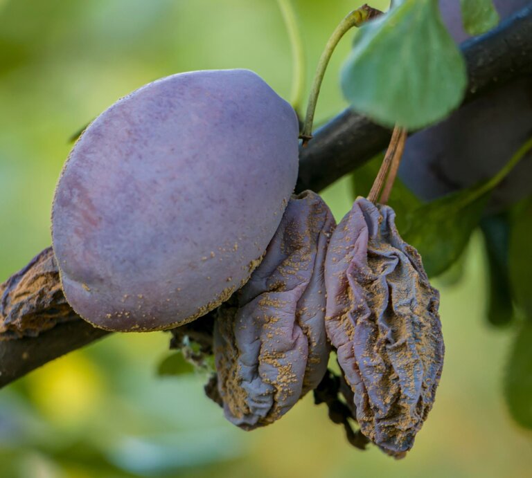 Eine reife, violette Pflaume hängt neben verschrumpelten Früchten an einem Ast, vor unscharfem, grünem Hintergrund. | © Shutterstock/mrs.Mazorchuk