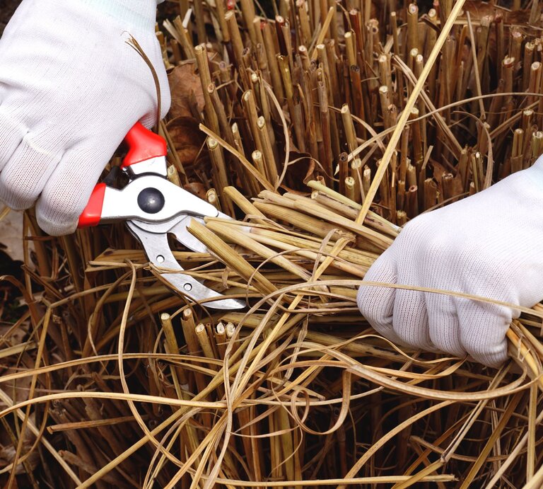 Mit einer Gartenschere werden Gräser geschnitten. | © Shutterstock/vladdon