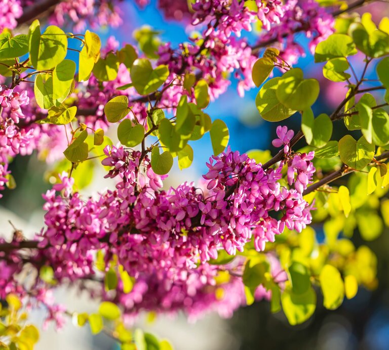 Zweig eines Judasbaums mit leuchtend pinken Blüten und grünen Blättern vor blauem Himmel im Sonnenlicht. | © Shutterstock/s8