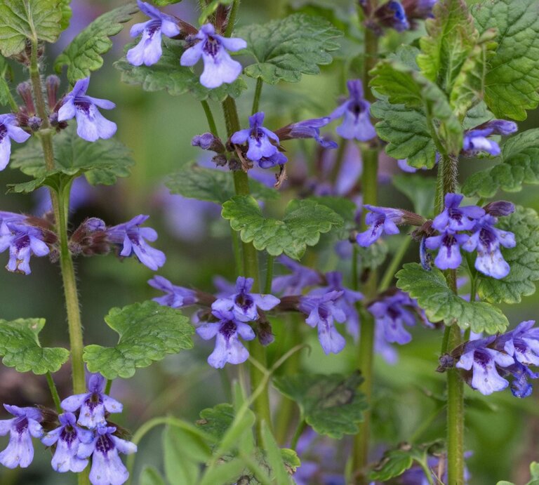 Wilder Gundermann mit zarten blauvioletten Blüten im Grün. | © IMAGO/imagebroker